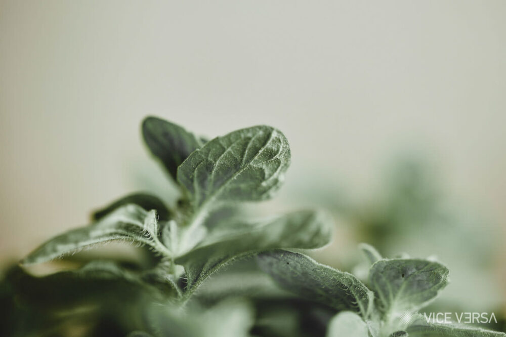 best food photographers greece