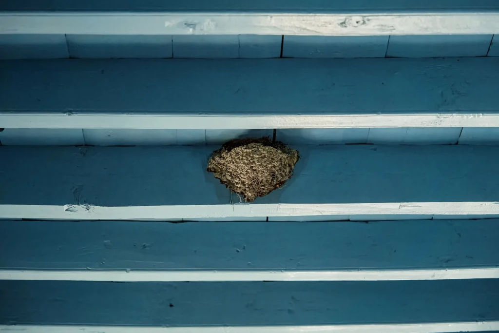 Swallow's nest preserved in the timber ceiling at The Monk Leros