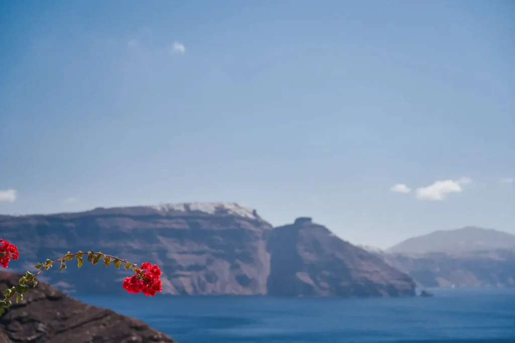 Bougainvillea with Skaros Rock in the background in Santorini