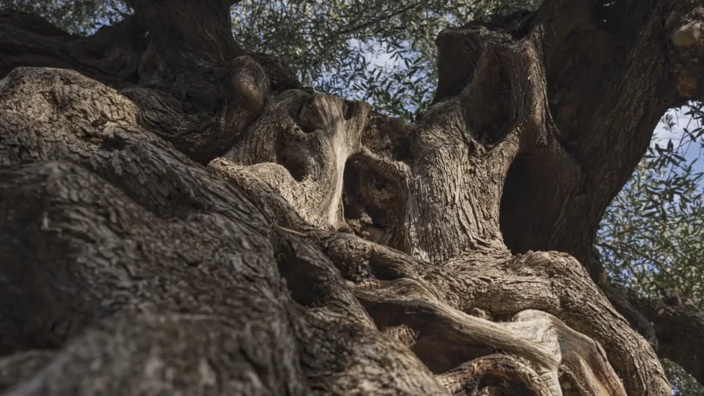 Low angle view of an ancient olive tree with deeply textured bark