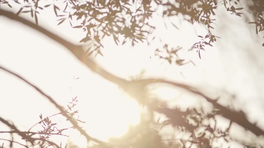 Sunlight through olive tree branches in Athens