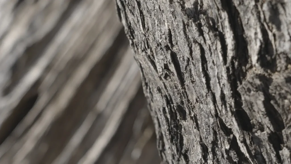 Olive tree close up bark detail showing deep grooves and textured ridges